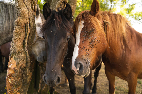 Image of adorable horses at Odransko Polje, Croatia.