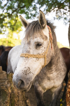 Image of horse portrait at Odransko Polje, Croatia.