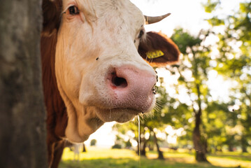 Image of cows grazing free at Odransko Polje, Croatia.