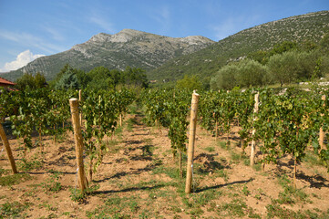 Fototapeta na wymiar green vineyards in Trebinje
