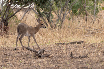 A Steenbok on safari in South Africa.