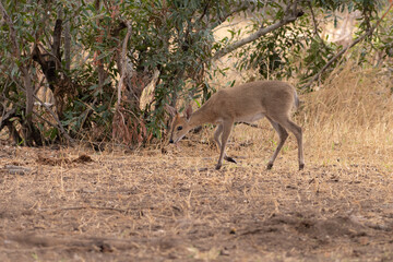 A Steenbok on safari in South Africa.