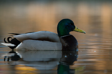 duck on the water