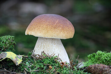 Delicious edible mushroom boletus edulis in moss