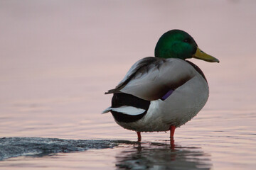 duck in the water