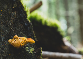 mushroom in the forest