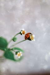 macro photo of a ladybug on a small daisy