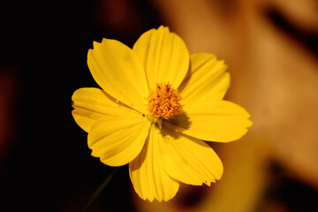alone flower but still shining