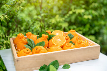 Orange fruit with orange slices and leaves in Wooden box, Dekopon orange or sumo mandarin tangerine with leaves in the garden.