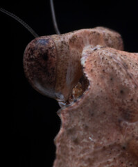 close up from behind of an desicata mantis