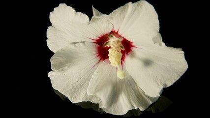 Hibiskusblüte, Malve, Eibisch, weiß - rot, Nahaufnahme  © Omm-on-tour