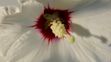 Hibiskusblüte, Malve, Eibisch, weiß - rot, Nahaufnahme  © Omm-on-tour