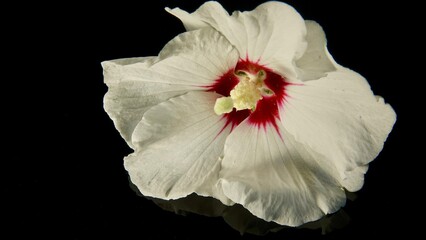 Hibiskusblüte, Malve, Eibisch, weiß - rot, Nahaufnahme  © Omm-on-tour