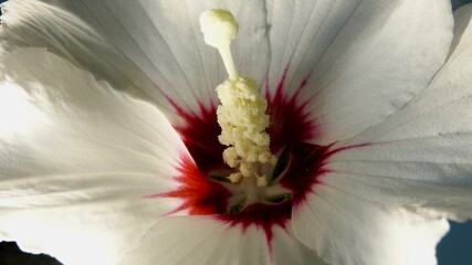Hibiskusblüte, Malve, Eibisch, weiß - rot, Nahaufnahme  © Omm-on-tour