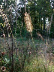 Fluffy infloreste of timothy grass in a field under the sunlight.