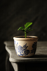 Lemon plant in a pot