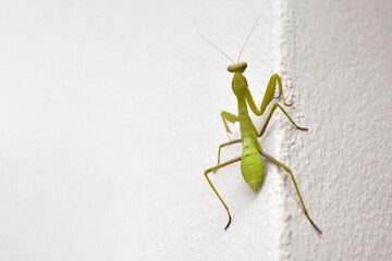 Mantis on the wall with copy space on the left side. 
