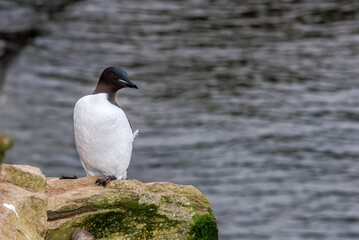 Thick-billed Murre (Uria lomvia) at St. George Island, Pribilof Islands, Alaska, USA