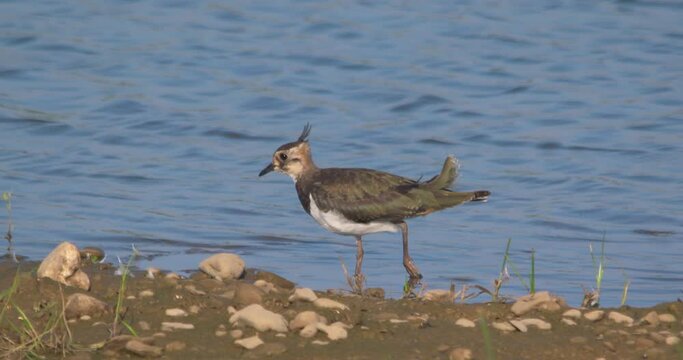 Lapwing bird walking feeding river shore feather crest slow motion
