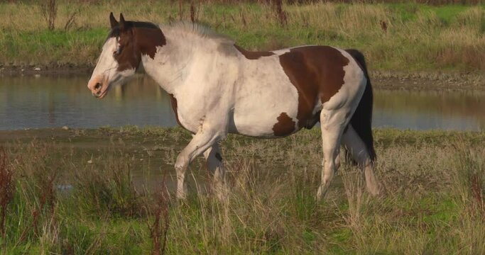 Horse brown and white patch walking farm river fields summer sun slow motion