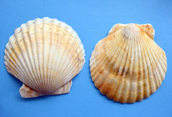Japanese sea scallop seashell on a blue background. two halves close-up