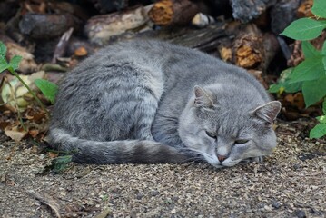 one big gray cat lying on the ground and green grass on the street