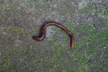 one red worm lies on a gray green stone on the street