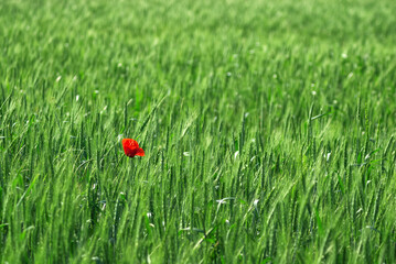 A single red poppy flower in a green cereal field with selective focus