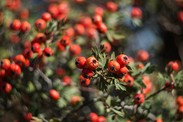 Bunch of red hawthorn (Crataegus orientalis) berries with selective focus and bokeh background