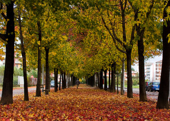 pedestrian avenue lined with trees in autumn with its colorful colors and carpet of leaves