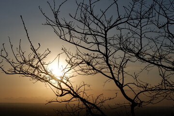 silhouette of a tree at sunset