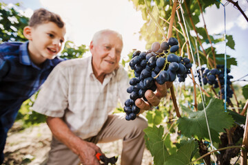 Happy senior is picking grapes with his grandson