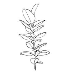 Ficus branch isolated on white. Line art drawing in black and white. - Vector illustration