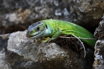 Western Green Lizard (Lacerta bilineata)  sits in a dry stone wall Germany