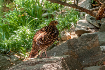 Satyr Tragopan (Tragopan satyra) female