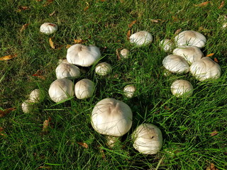 Agaricus campestris, Agaricaceae  family is commonly known as the field mushroom or, in North America, meadow mushroom.