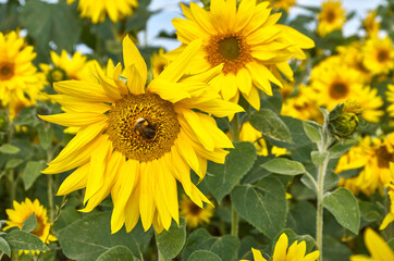 Sunflower field and bumble bee collecting nectar.
