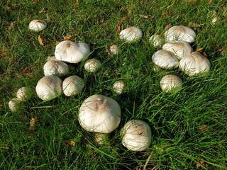 Agaricus campestris, Agaricaceae  family is commonly known as the field mushroom or, in North America, meadow mushroom.