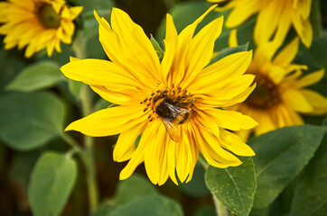 Sunflower field and bumble bee collecting nectar.