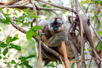 Common brown lemur (Eulemur fulvus) in top of the tree, in natural habitat, Andasibe - Analamazaotra National Park, Madagascar wildlife