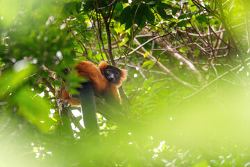 Madagascar Red ruffed lemur, Varecia rubra, on tree top. Masoala rainforest, Madagascar wildlife