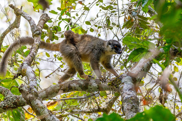 Common brown lemur (Eulemur fulvus) in natural habitat, Female with baby on back. Andasibe - Analamazaotra National Park, Madagascar wildlife