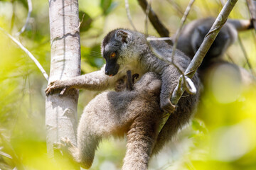 Common brown lemur (Eulemur fulvus) in natural habitat, Female with baby on back. Andasibe - Analamazaotra National Park, Madagascar wildlife