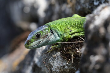 Western Green Lizard (Lacerta bilineata)  sits in a dry stone wall Germany