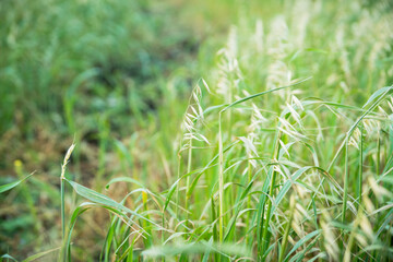 Beautiful green oat spikelets on the field. Agriculture field.