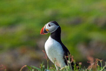 Atlantic Puffin close up