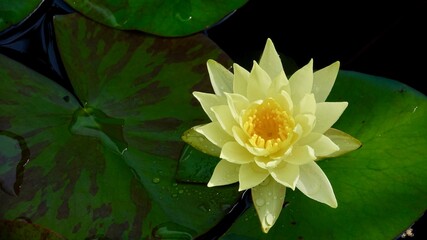 Seerose blühend,  im Wasser. Nahaufnahme.