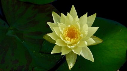 Seerose blühend,  im Wasser. Nahaufnahme.