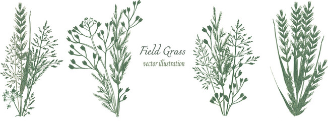 botanical illustration. Beautiful compositions of bouquets of field grass of green and brown shades of flowers. Vector set of elements for your design.