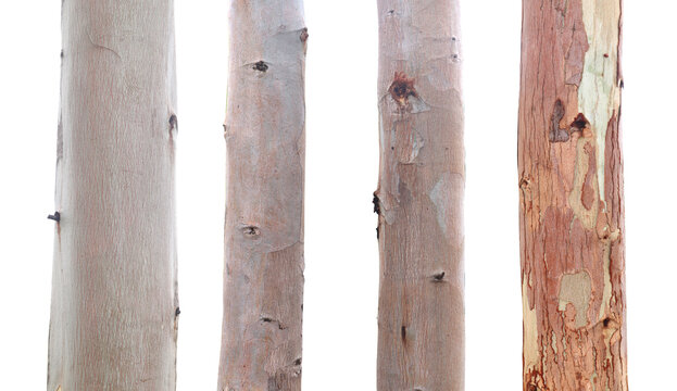 Collection of eucalyptus tree trunks isolated on white background